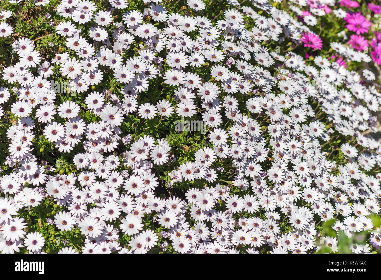 Marguerite du Cap Osteospermum/Dimorphoteca Stock Photo