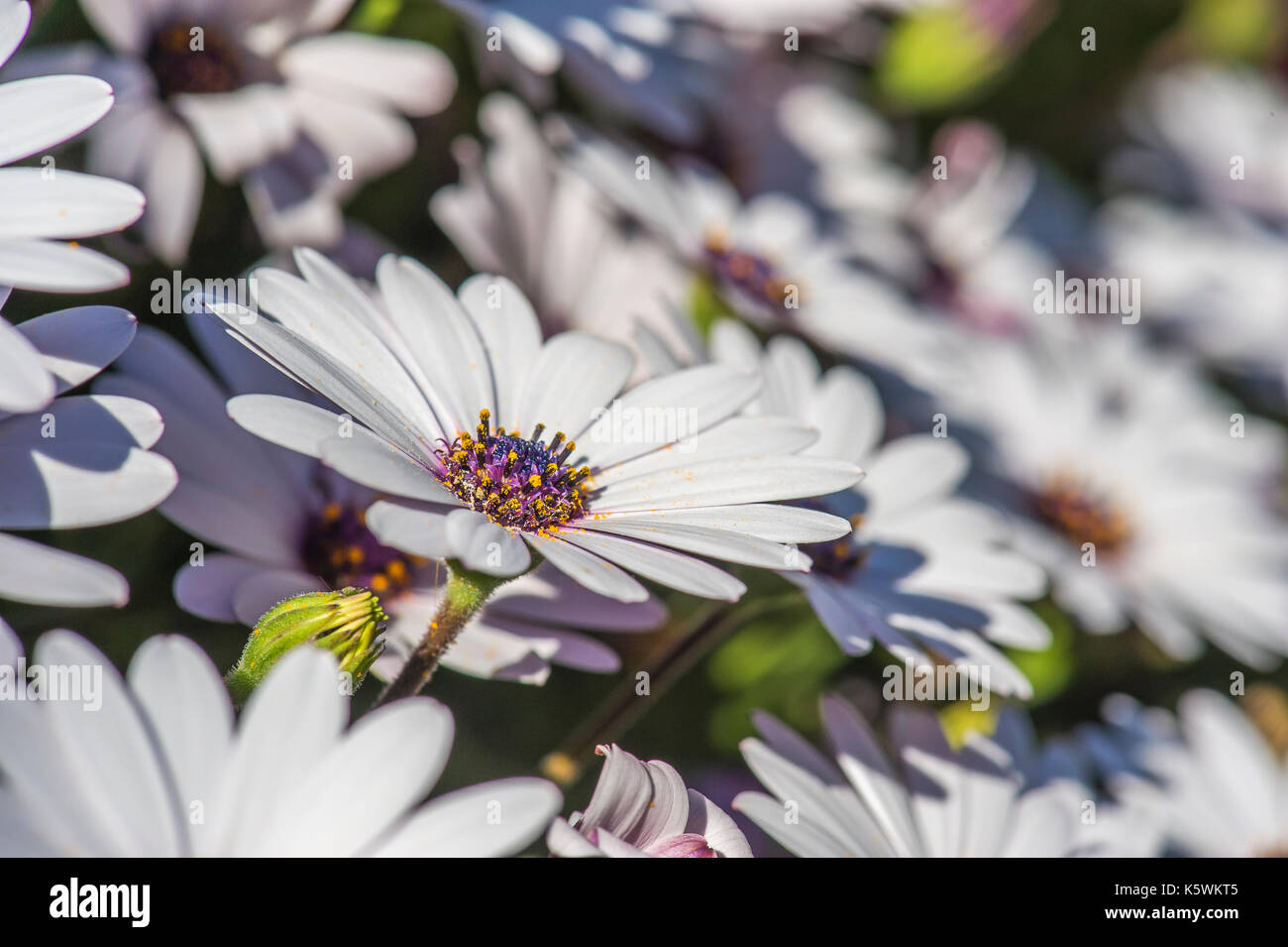 Marguerite du Cap Osteospermum/Dimorphoteca Stock Photo