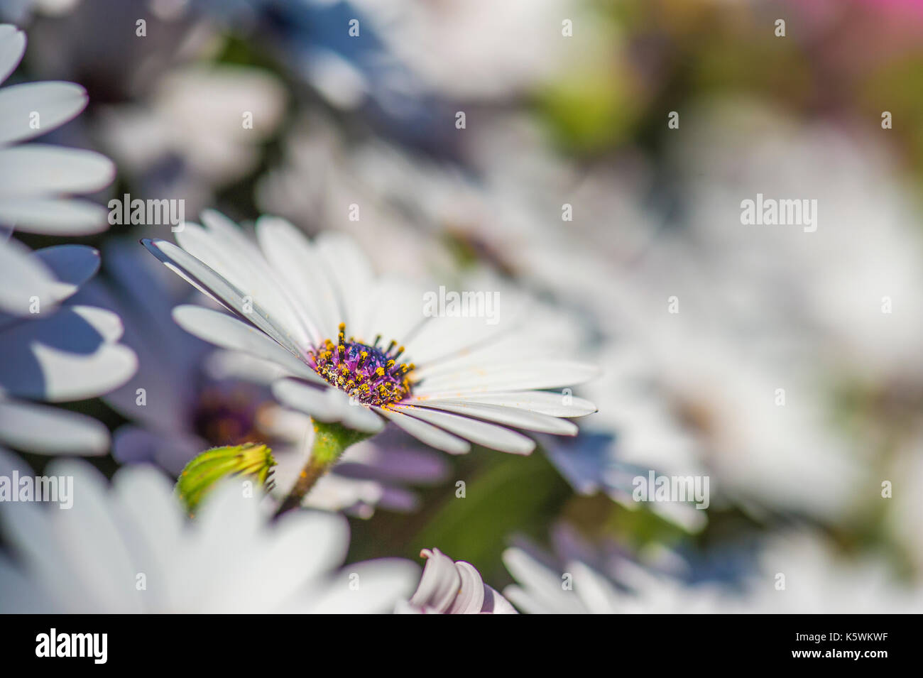 Marguerite du Cap Osteospermum/Dimorphoteca Stock Photo