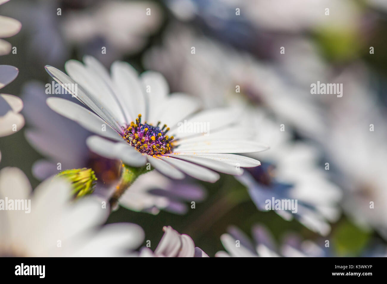 Marguerite du Cap Osteospermum/Dimorphoteca Stock Photo