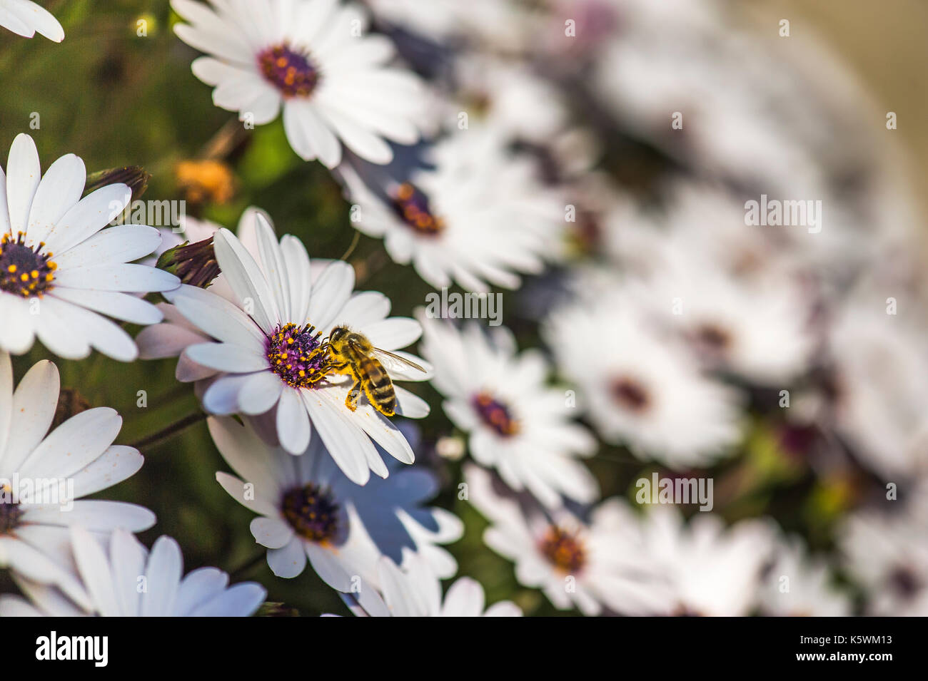 Marguerite du Cap Osteospermum/Dimorphoteca Stock Photo