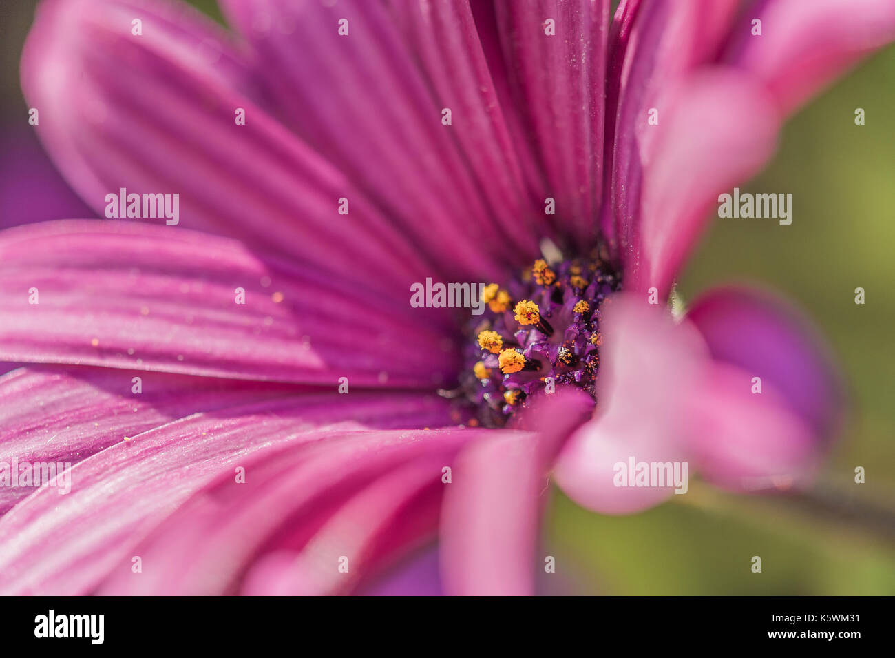 Marguerite du Cap Osteospermum/Dimorphoteca Stock Photo