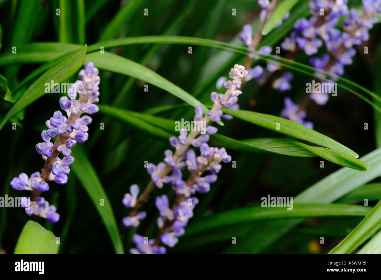 Liriope muscari, big blue lilyturf, Stock Photo