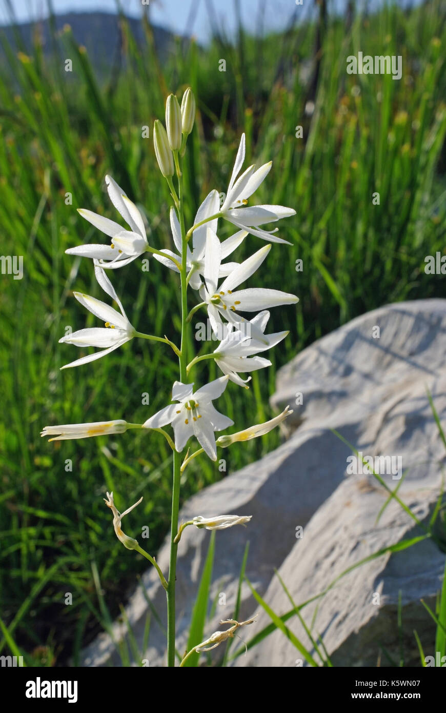 this is Anthericum liliago, the St Bernard's lily, from the family Asparagaceae, native to Southern Europe Stock Photo