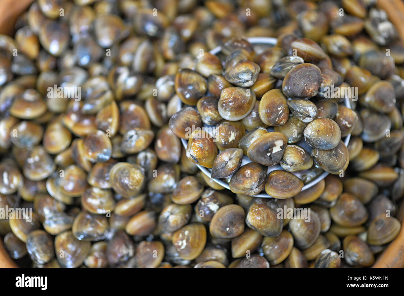 Fresh Mussels seafood Stock Photo Alamy