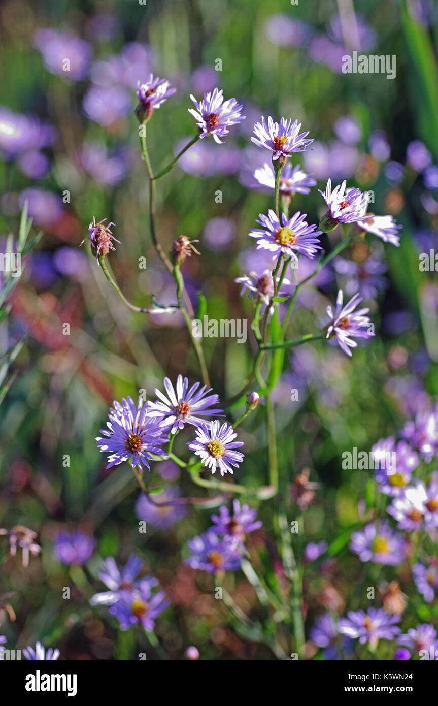 the wildflower Aster tripolium, the Sea Aster, a plant that grows in salt marshes, flowering in autumn, family Compositae (Asteraceae) Stock Photo