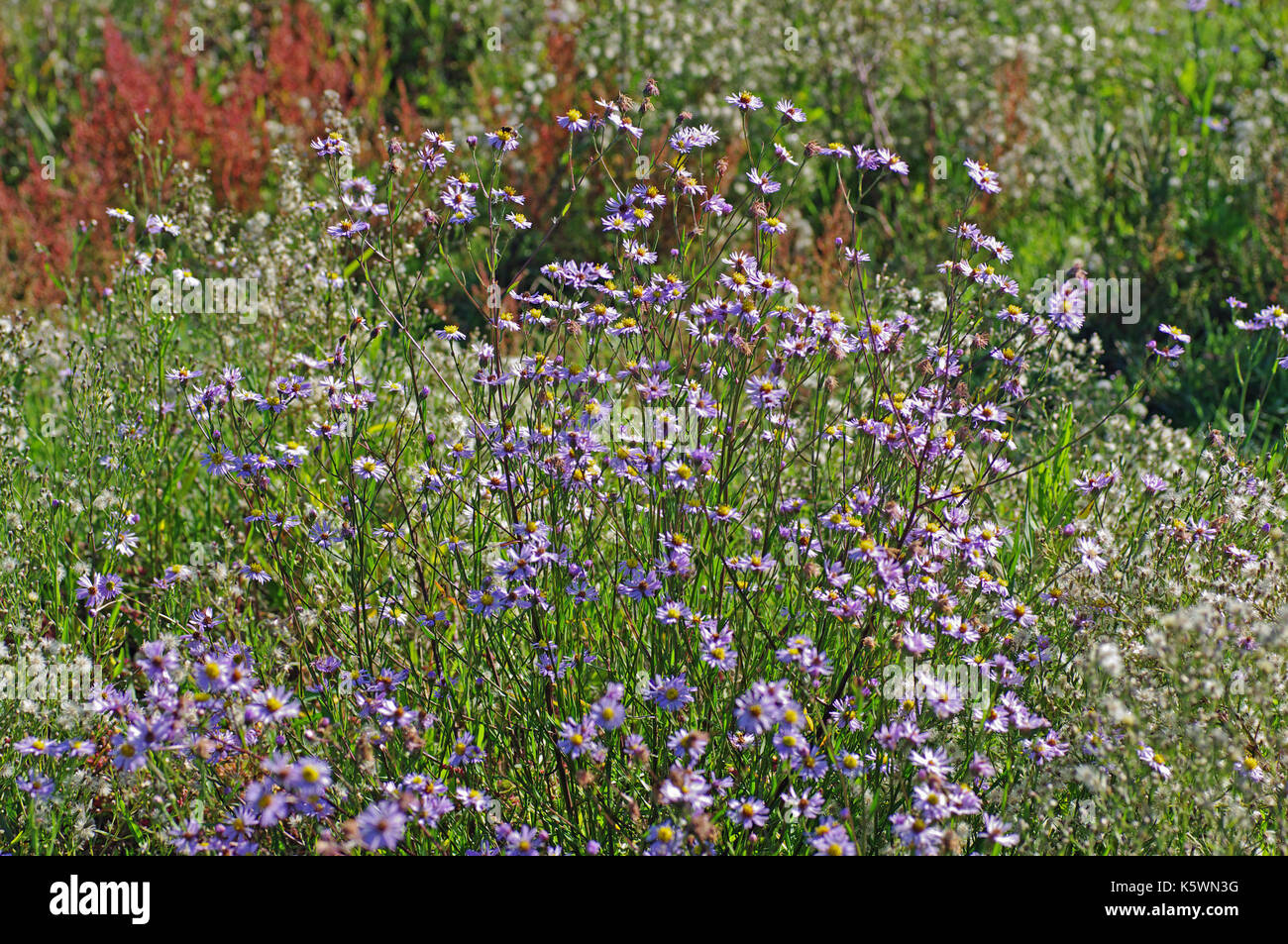 the wildflower Aster tripolium, the Sea Aster, a plant that grows in salt marshes, flowering in autumn, family Compositae (Asteraceae) Stock Photo