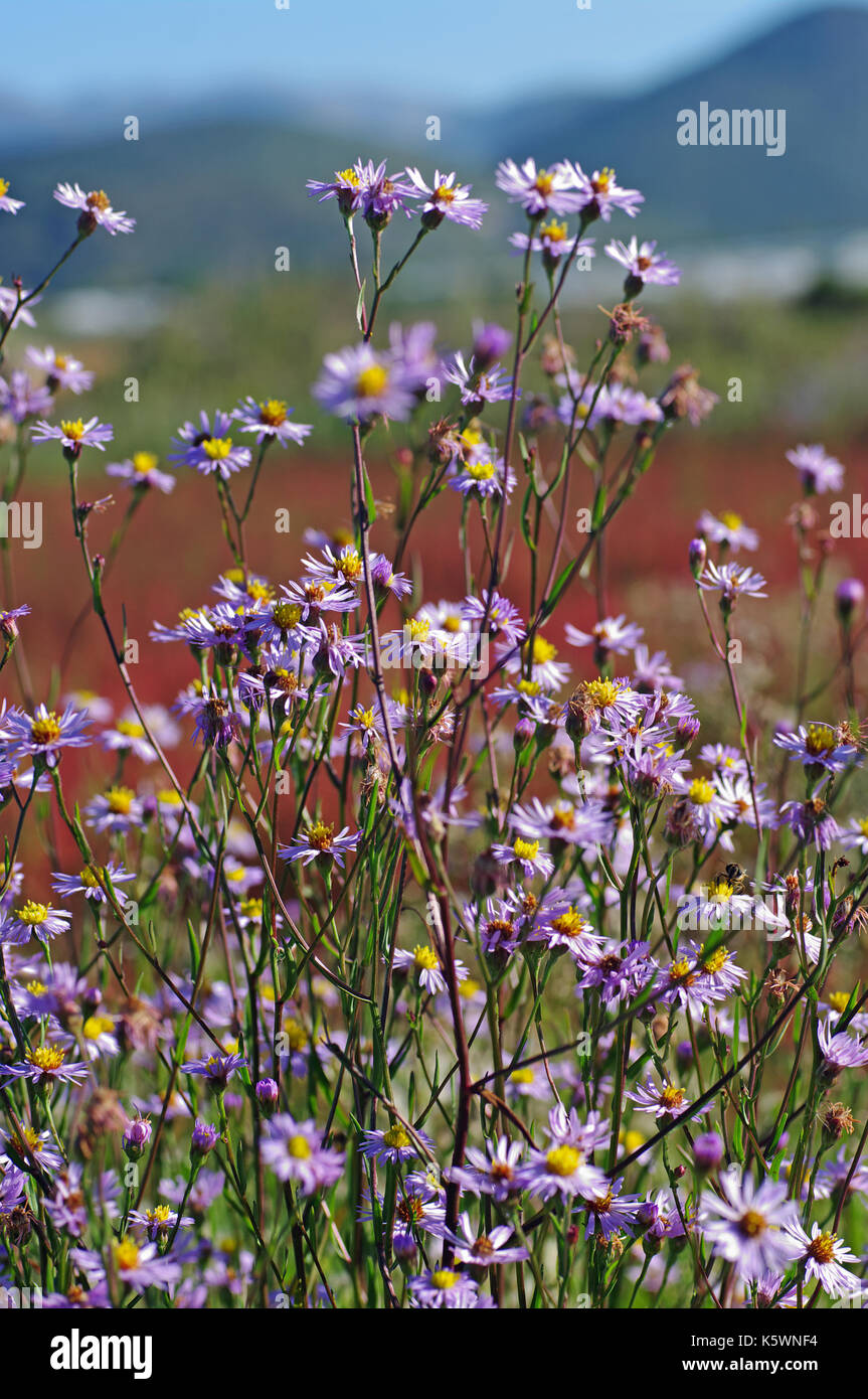the wildflower Aster tripolium, the Sea Aster, a plant that grows in salt marshes, flowering in autumn, family Compositae (Asteraceae) Stock Photo