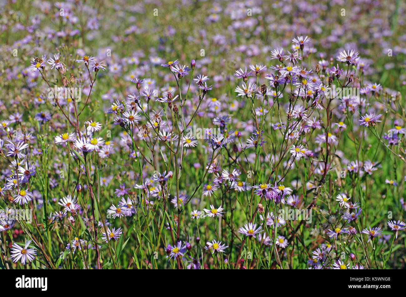 the wildflower Aster tripolium, the Sea Aster, a plant that grows in salt marshes, flowering in autumn, family Compositae (Asteraceae) Stock Photo