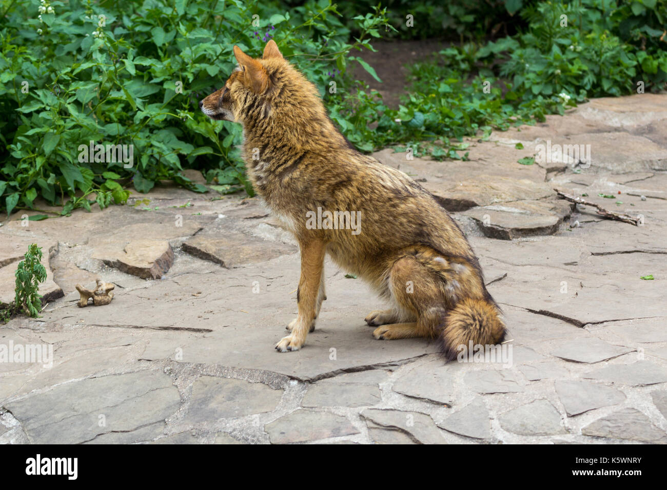 The golden jackal wandered the garden path on a hot summer day Stock Photo