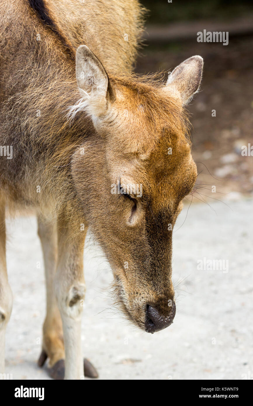 Female Pere Davids deer, summer hot day Stock Photo