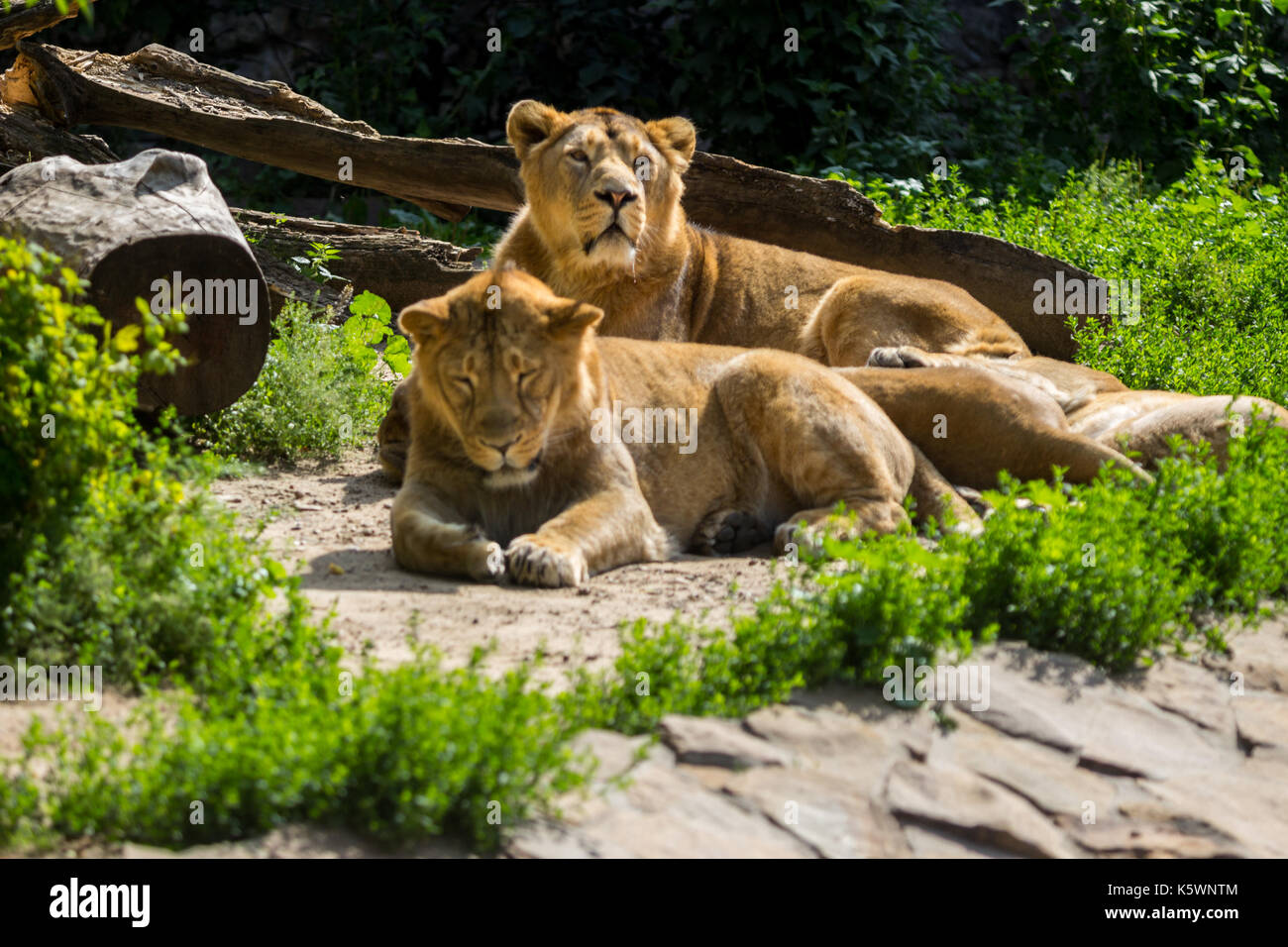 lion pride rests after hunting Stock Photo