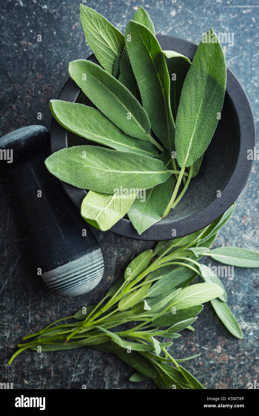 Salvia officinalis. Sage leaves in mortar. Garden sage Stock Photo Alamy
