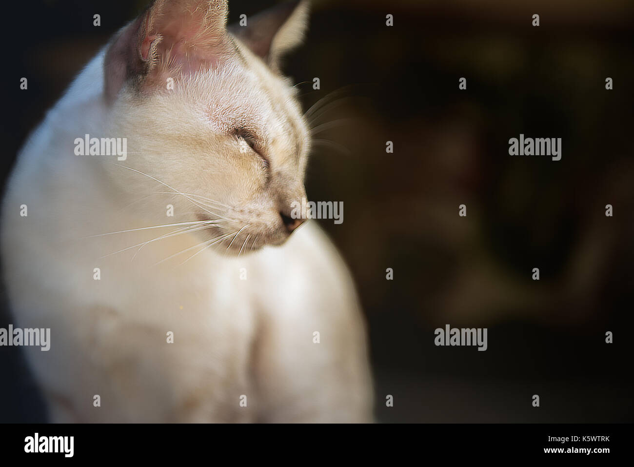 Adorable puss hires stock photography and images Alamy