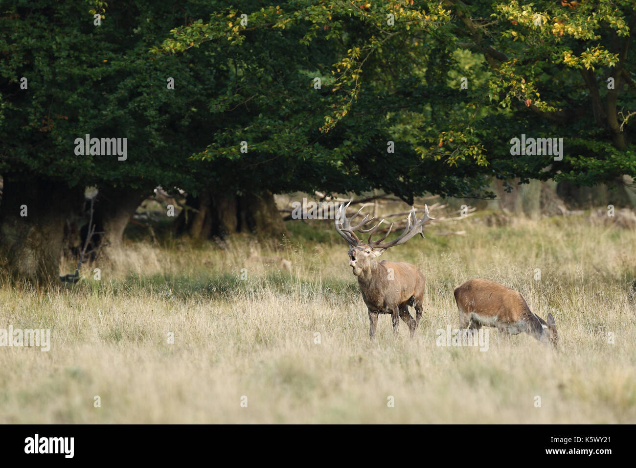 Red deer - Rutting season Stock Photo - Alamy