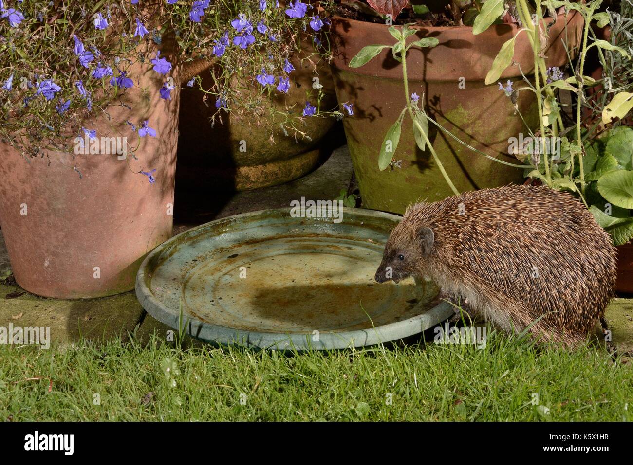 Hedgehog (Erinaceus europaeus) drinking from water bowl left out on a
