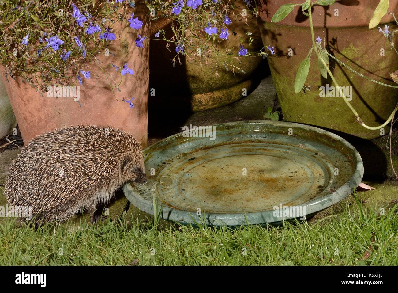 Erinaceus Europaeus England Night High Resolution Stock Photography and