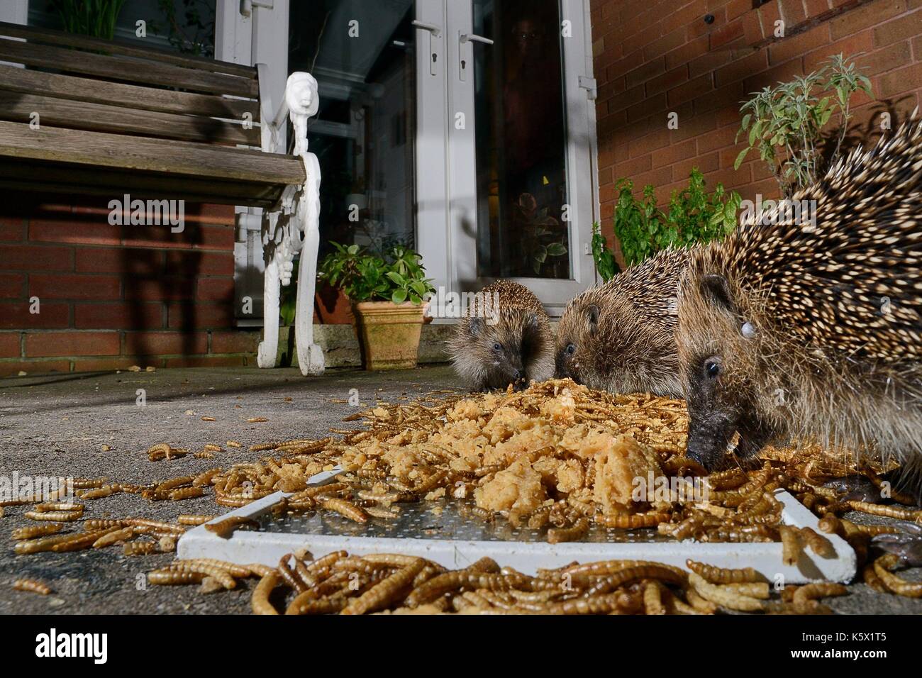 Three Hedgehogs (Erinaceus europaeus) feeding on mealworms and oatmeal left out for them on a patio, Chippenham, Wiltshire, UK, August.  Taken with a  Stock Photo