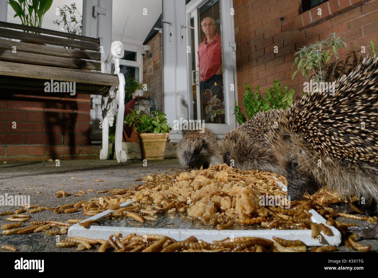 Three Hedgehogs (Erinaceus europaeus) feeding on mealworms and oatmeal left out for them on a patio, watched by home owner, Chippenham, Wiltshire, UK, Stock Photo