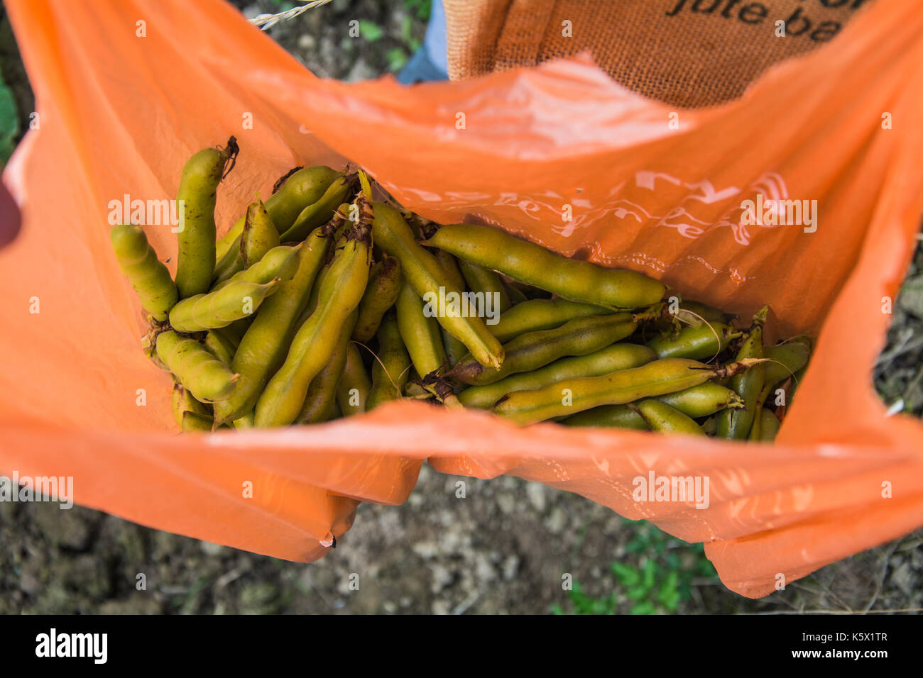 A woman holding open a bag of freshly picked Broad Beans (Vicia faba, fava beans), Shropshire, UK Stock Photo