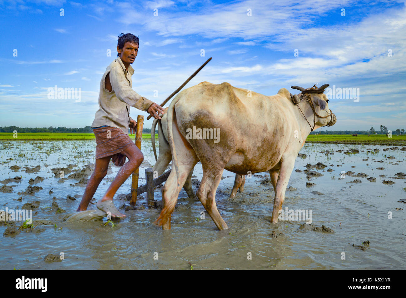 the agriculture farmer cultivation land on the traditional process ...