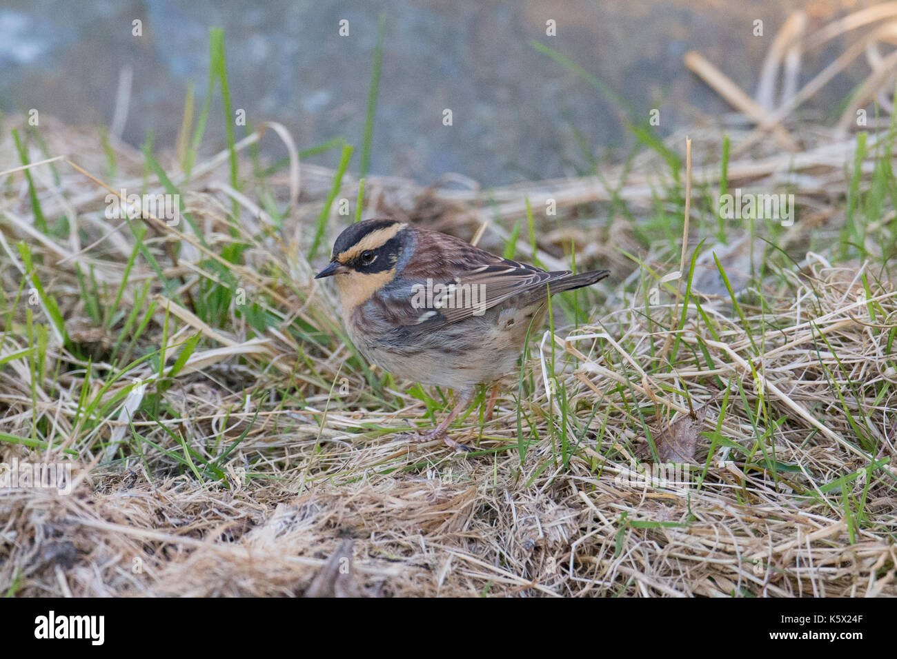Siberian Accentor (Prunella montanella), Scousburgh. Shetland, Scotland, UK, October 2016. The first record of this species in Britain. Stock Photo