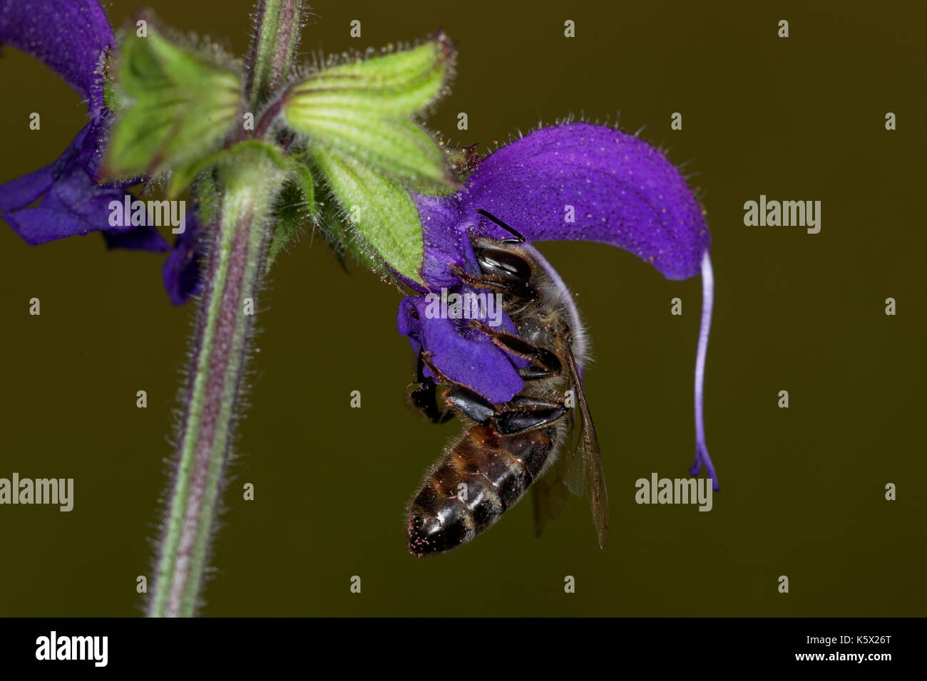 European honey bee pollinating meadow sage Stock Photo Alamy