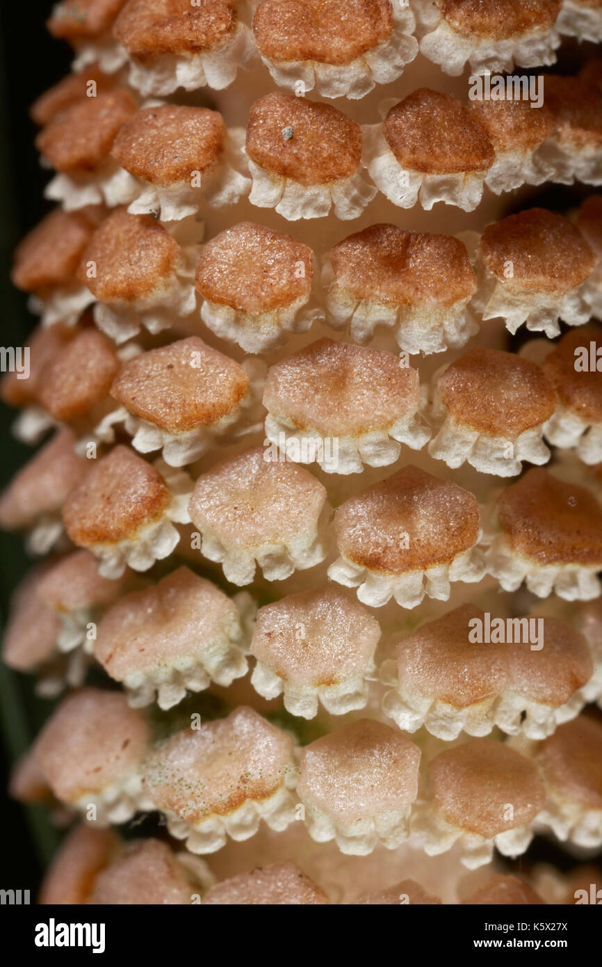 The field horsetail or common horsetail Stock Photo Alamy