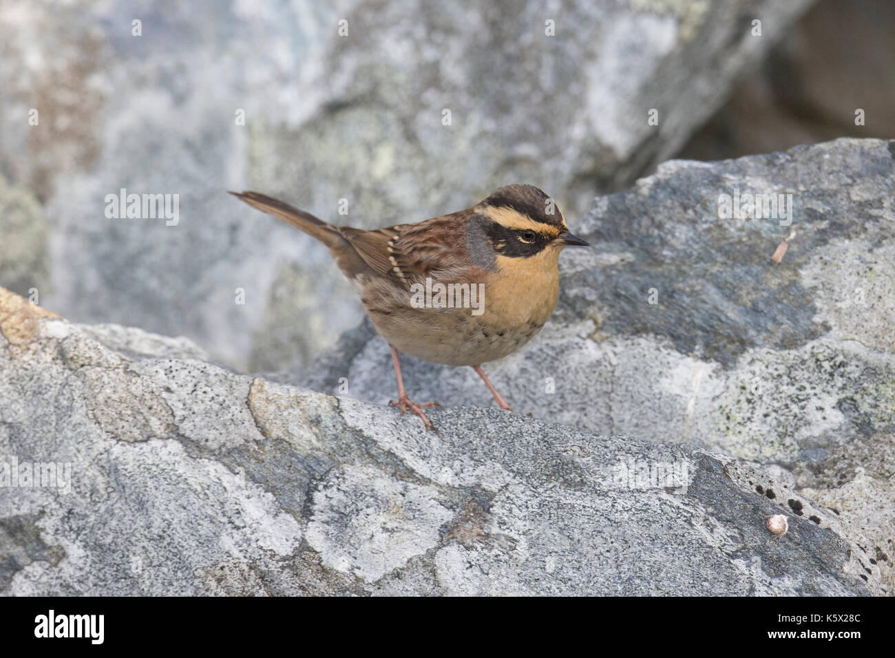 Siberian Accentor (Prunella montanella), Scousburgh. Shetland, Scotland, UK, October 2016. The first record of this species in Britain. Stock Photo