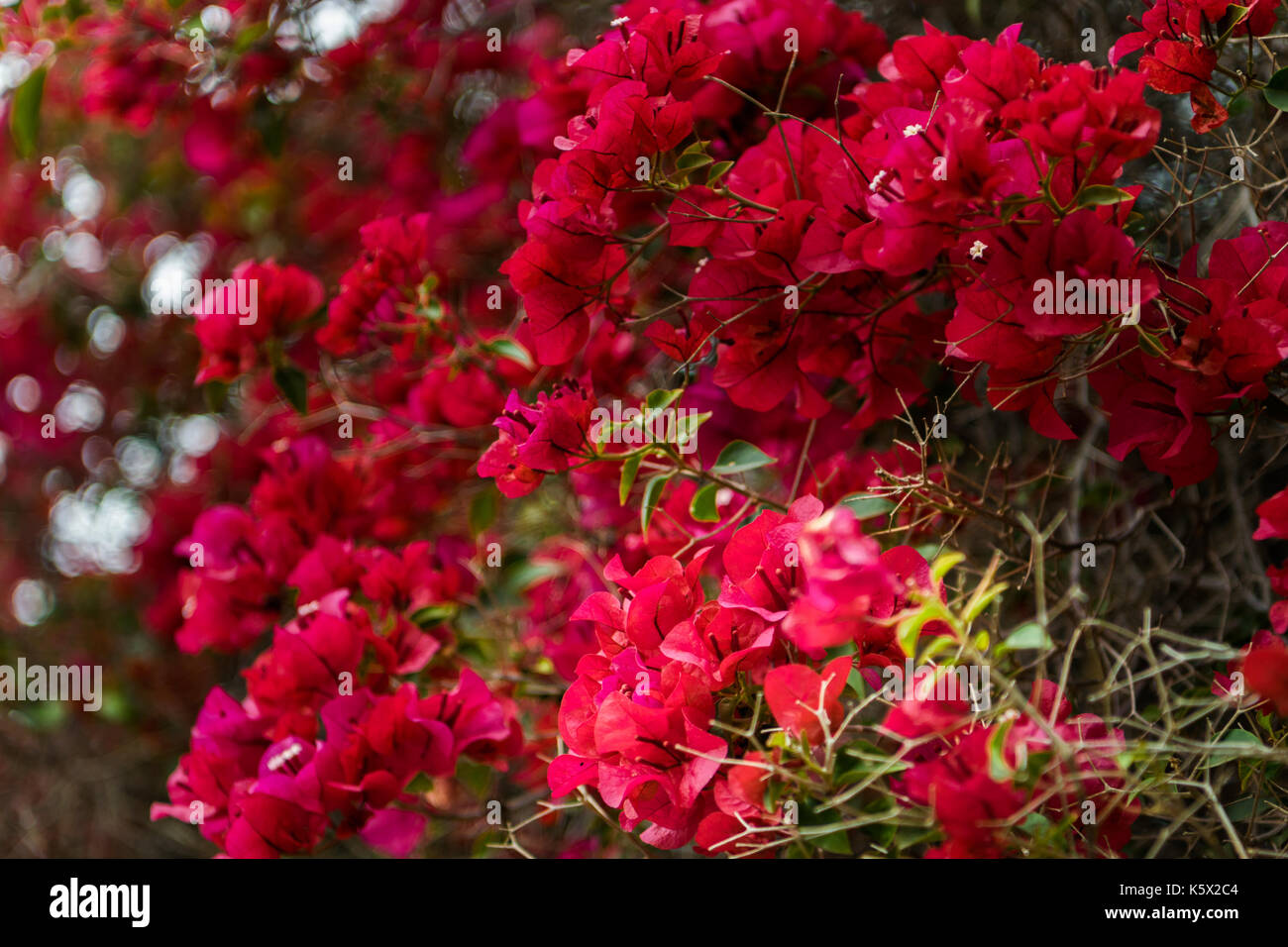 Blooming bougainvillea flowers Stock Photo