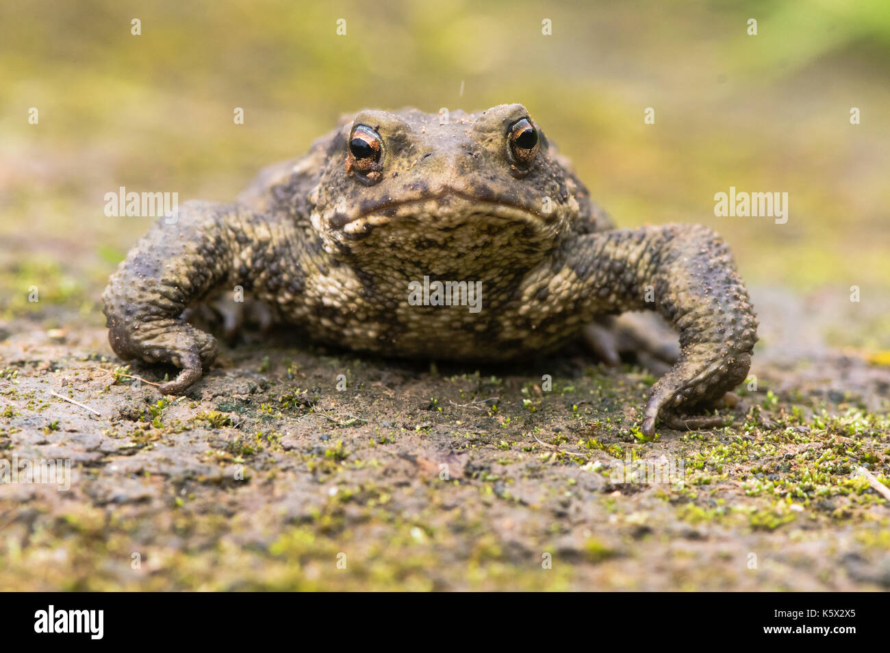 Common toad (Bufo bufo) head on. Amphibian in the family Bufonidae looking directly at camera Stock Photo
