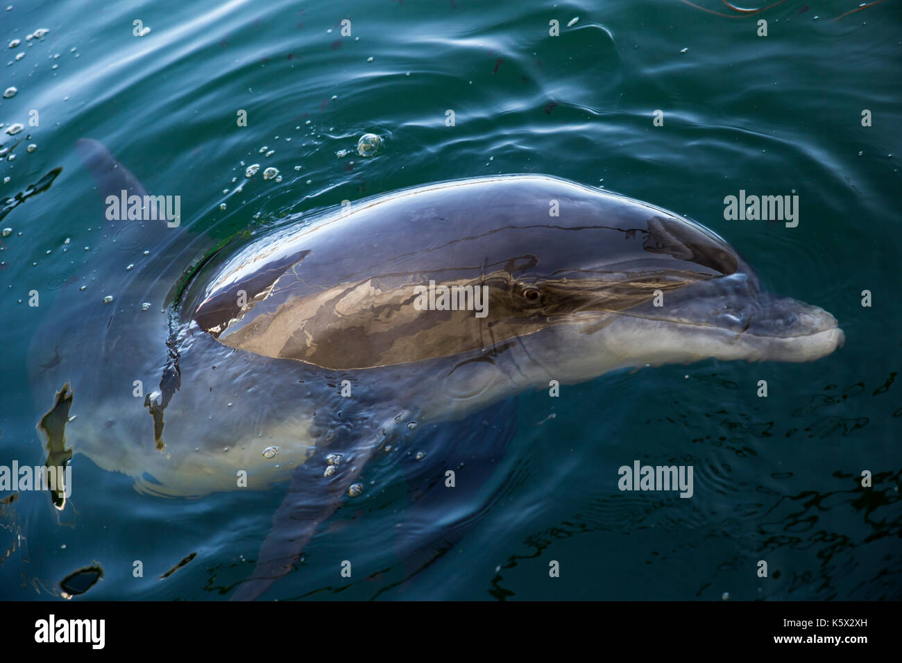 Bottle Nosed Dolphin having a look Stock Photo