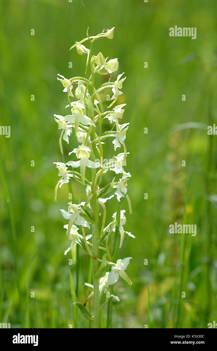 Butterfly Orchid flower (Platanthera Chlorantha) Stock Photo