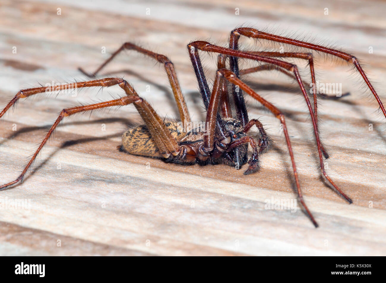 House Spider (Tegenria Gigantea) Male Stock Photo