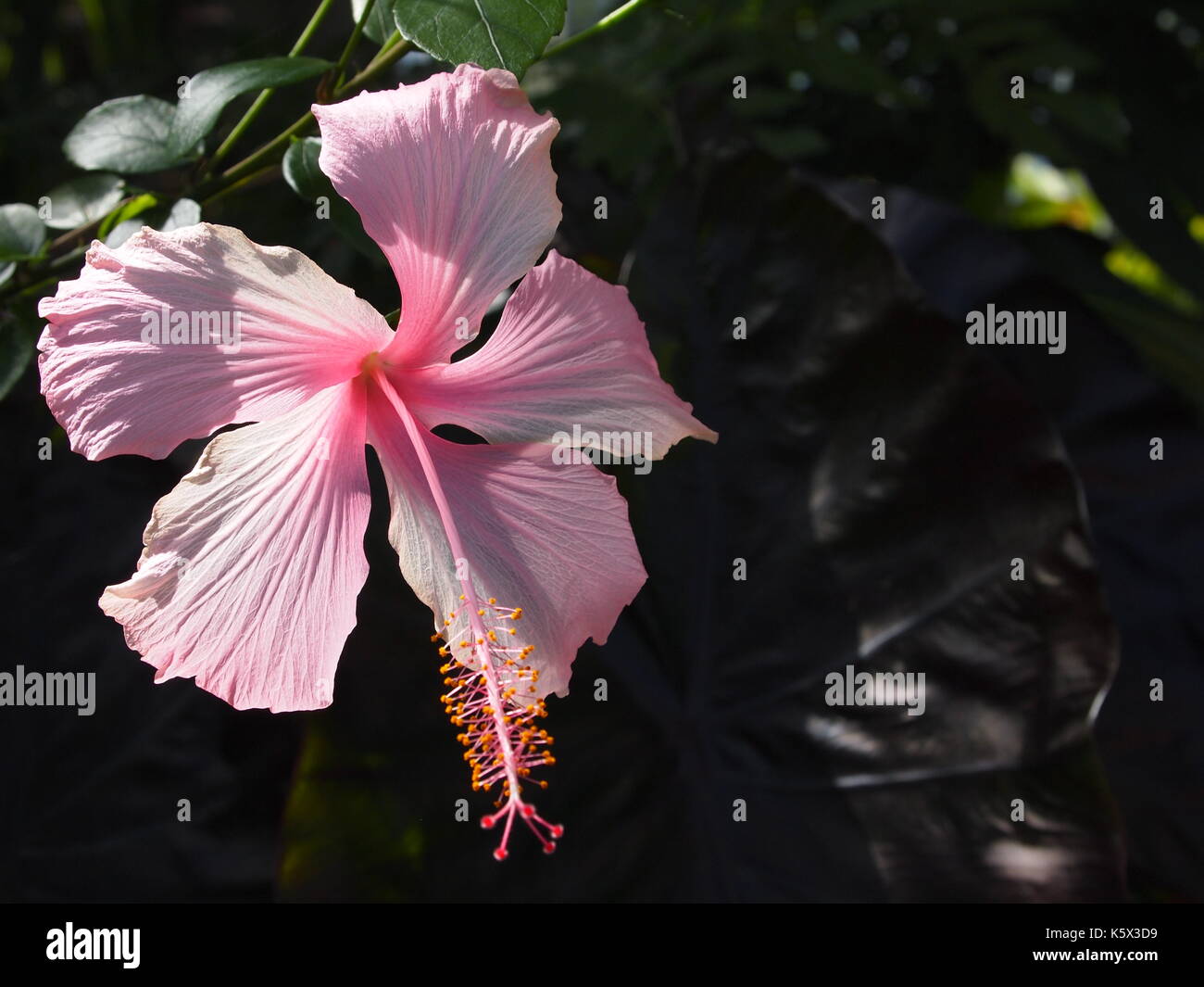 Hibiscus at the Tropical Greenhouse, Agriculture Canada, Central Experimental Farm, Ottawa, Ontario, Canada. Stock Photo