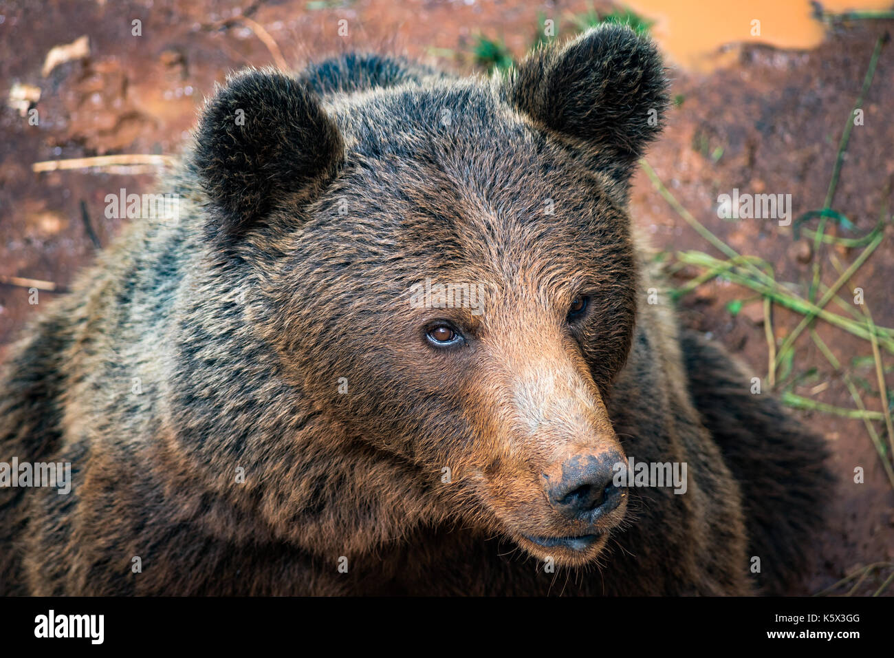 Ursus arctos (Brown bear) portrait in Cabarceno Natural Park, Cantabria, Spain. Stock Photo