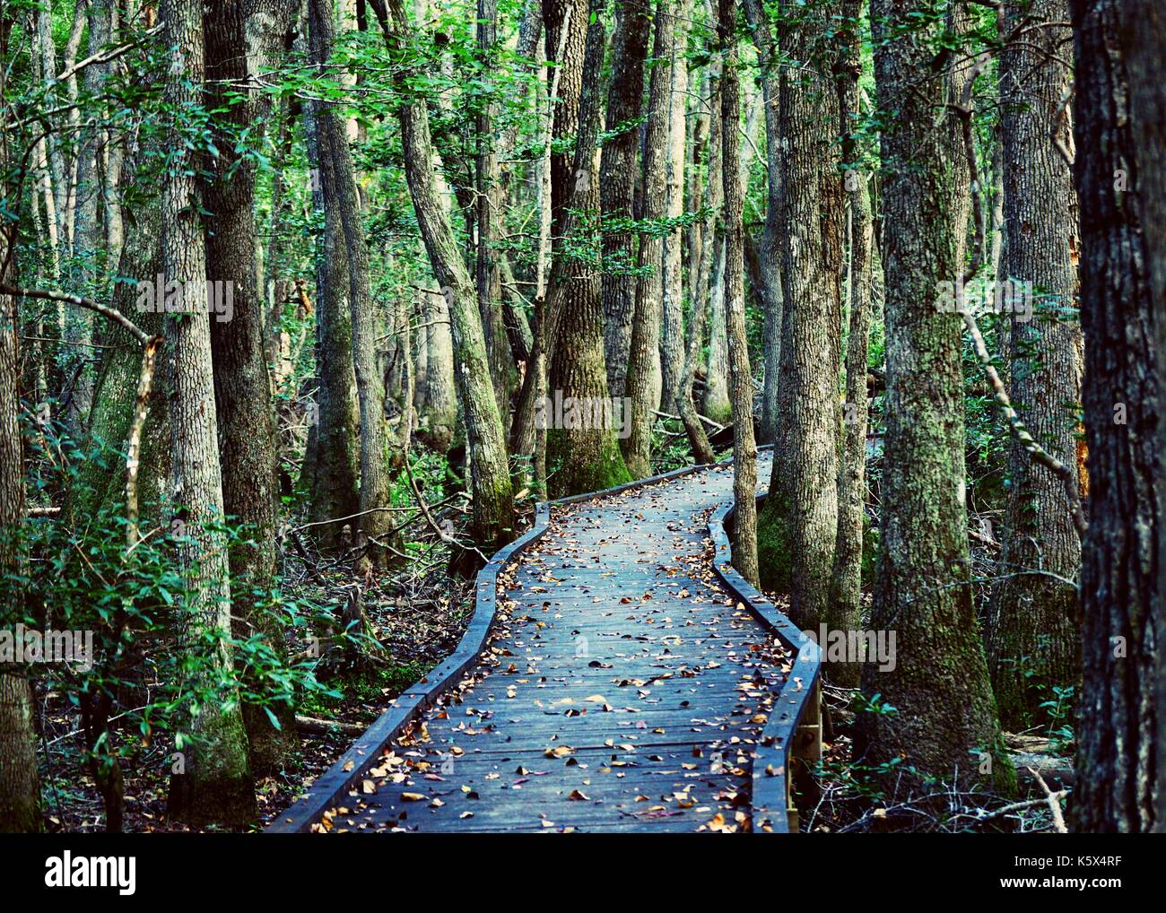 Bridge through the kalmia gardens hi-res stock photography and images