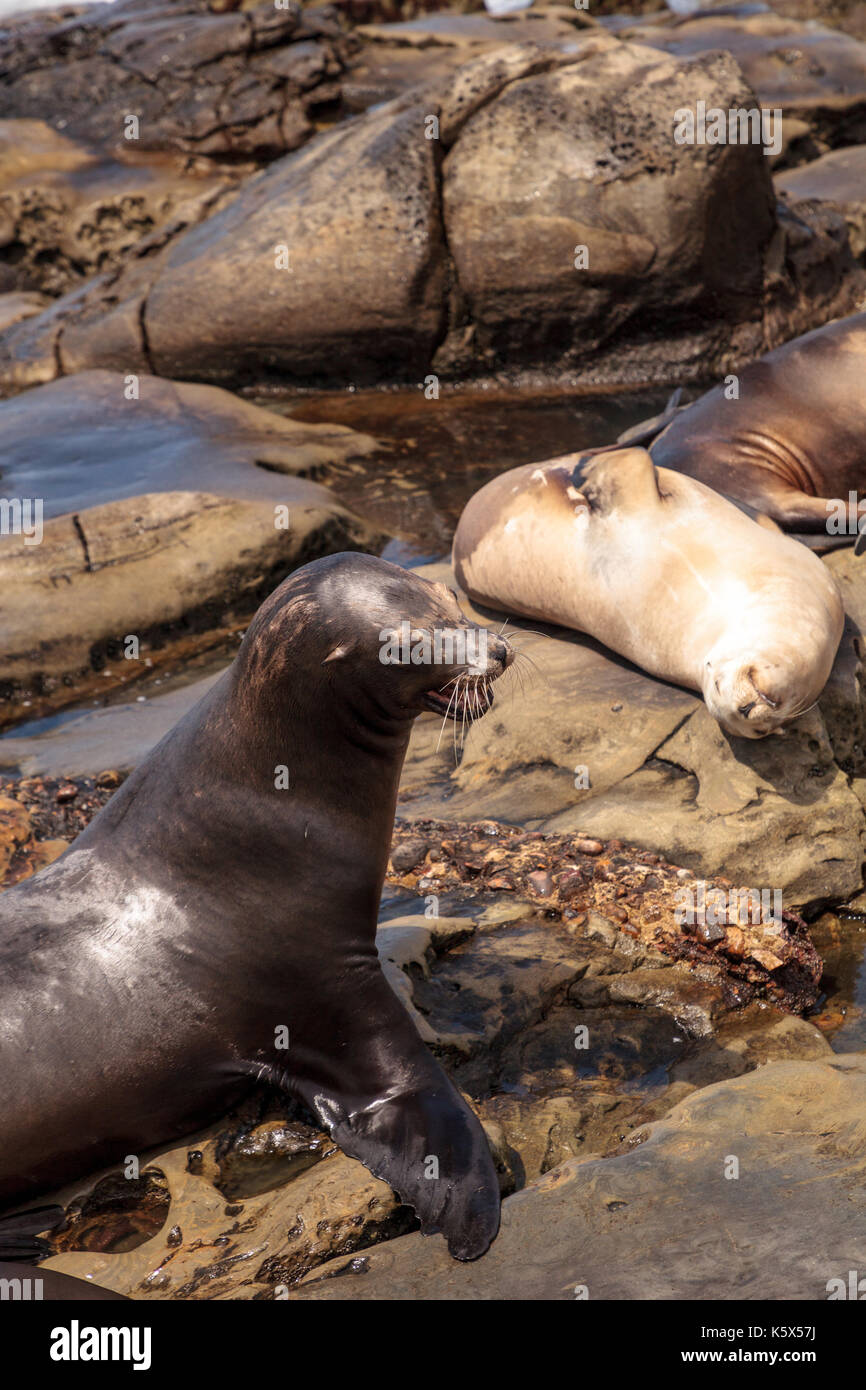 Sea Lions and seals La Jolla beach, San Diego, California, USA Stock Photo  - Alamy