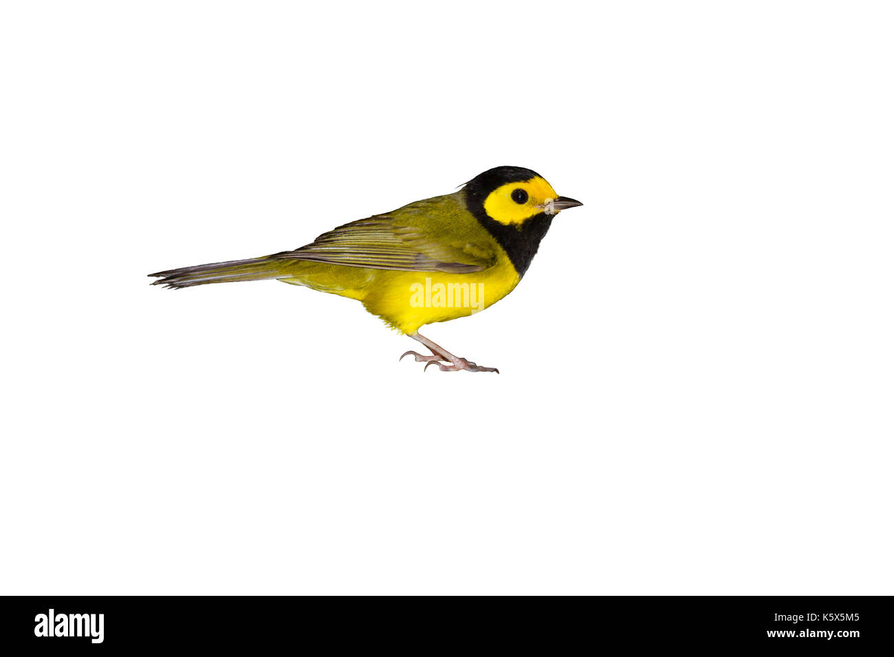Hooded warbler Stock Photo