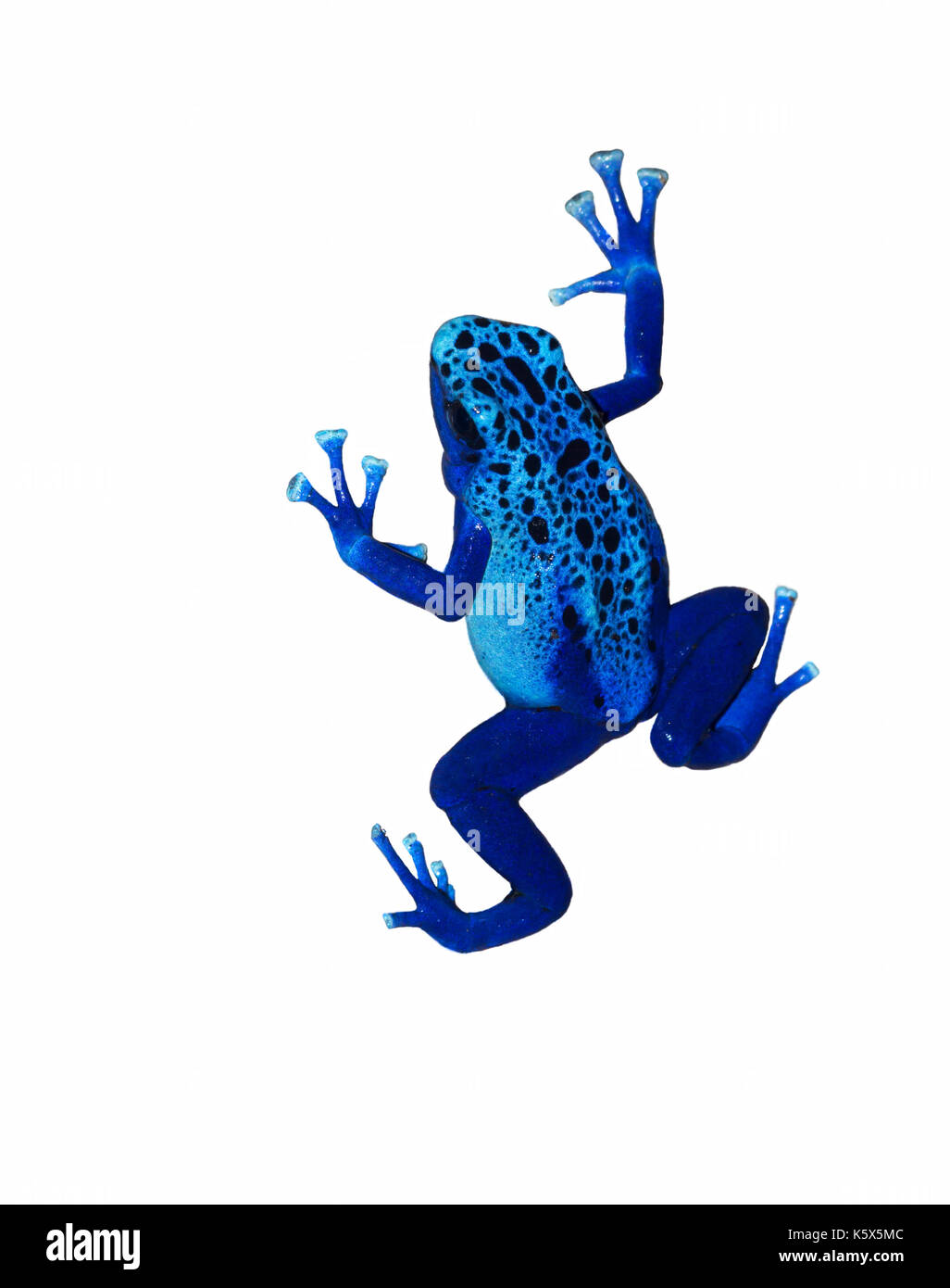 Dyeing poison dart frog (Dendrobates tinctorius) isolated on white background Stock Photo