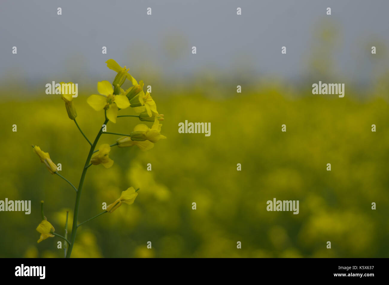 Bright yellow Canola plant blooming in field in Central Alberta, Canada Stock Photo