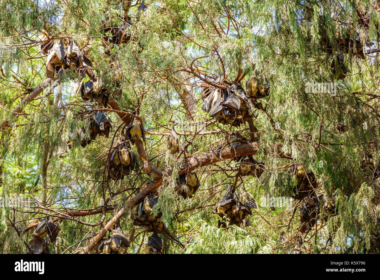 Bat groups hanging on tree branch Stock Photo