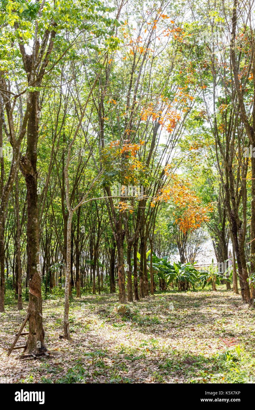Rubber tree, Hevea brasiliensis, plantation, Phuket, Thailand Stock Photo