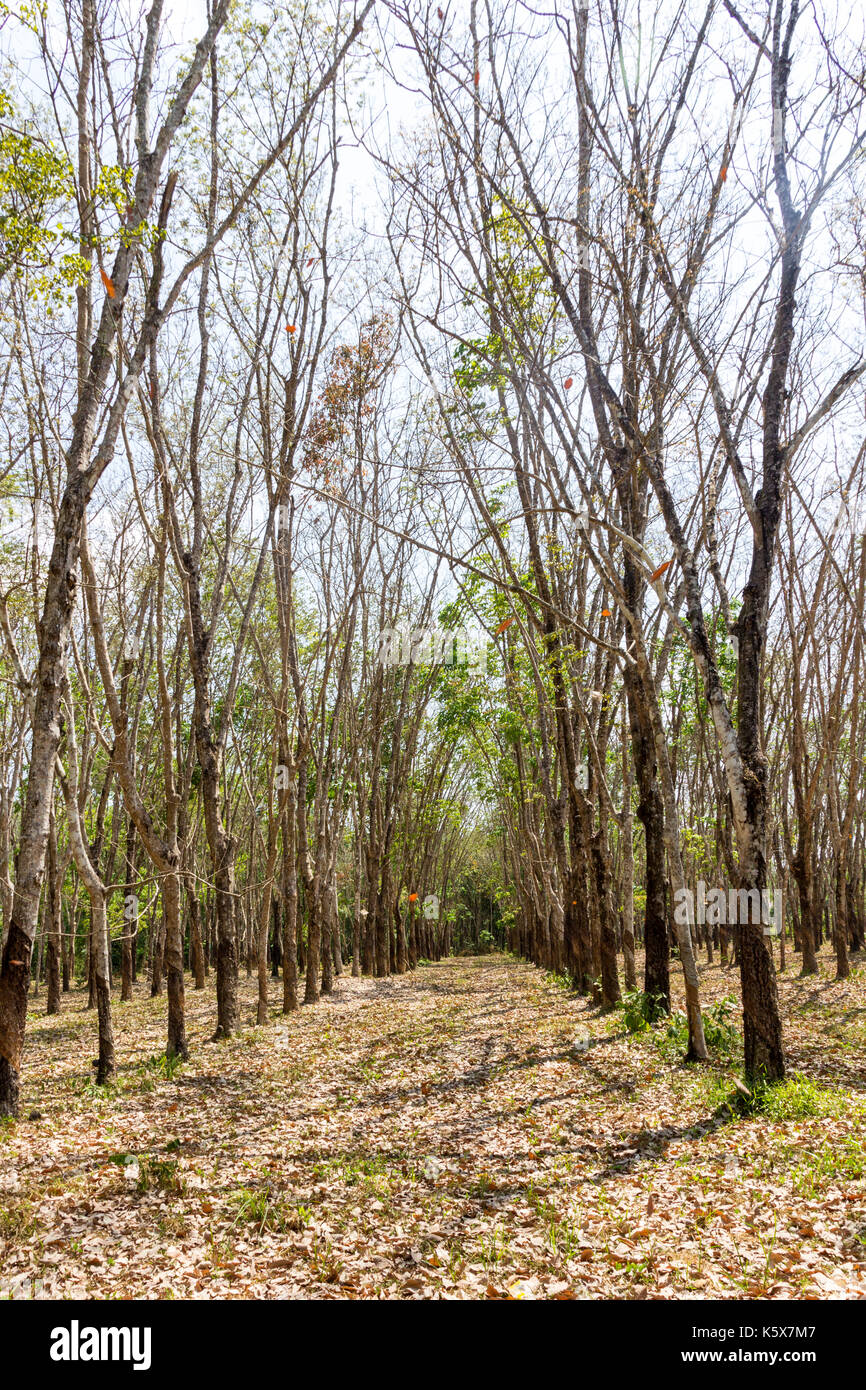 Rubber tree, Hevea brasiliensis, plantation, Phuket, Thailand Stock Photo