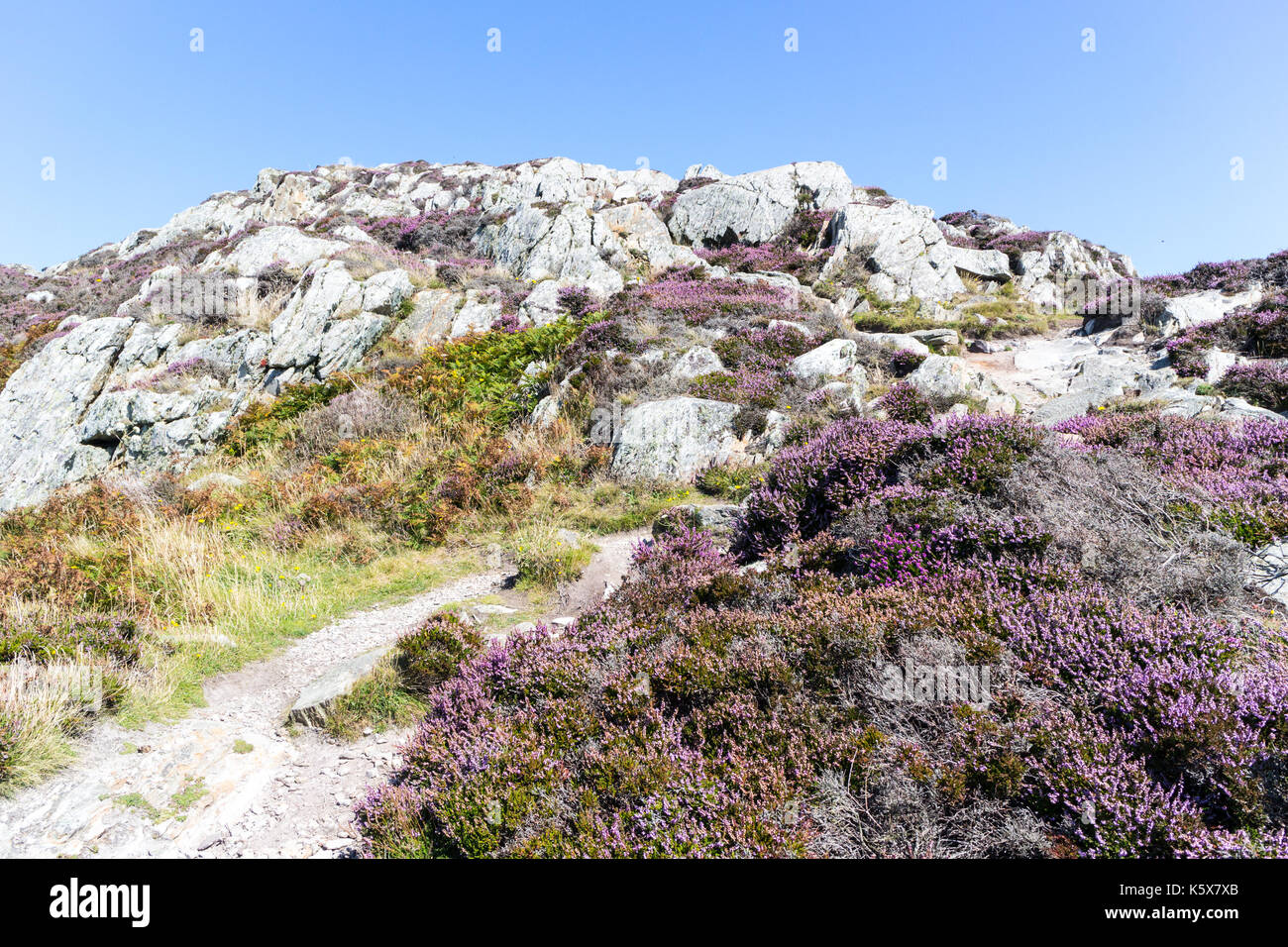 Purple heather and rugges terrain, Anglesey, North Wales, United Kingdom, Uk Stock Photo
