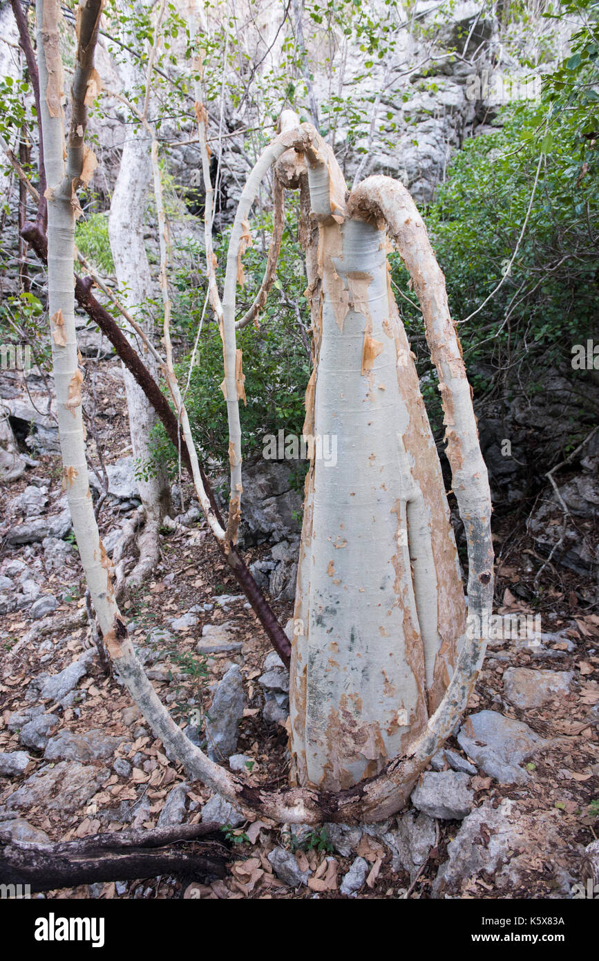 Cyphostemma macrocarpa, Creeper holding water, Ankarana, Madagascar Stock Photo