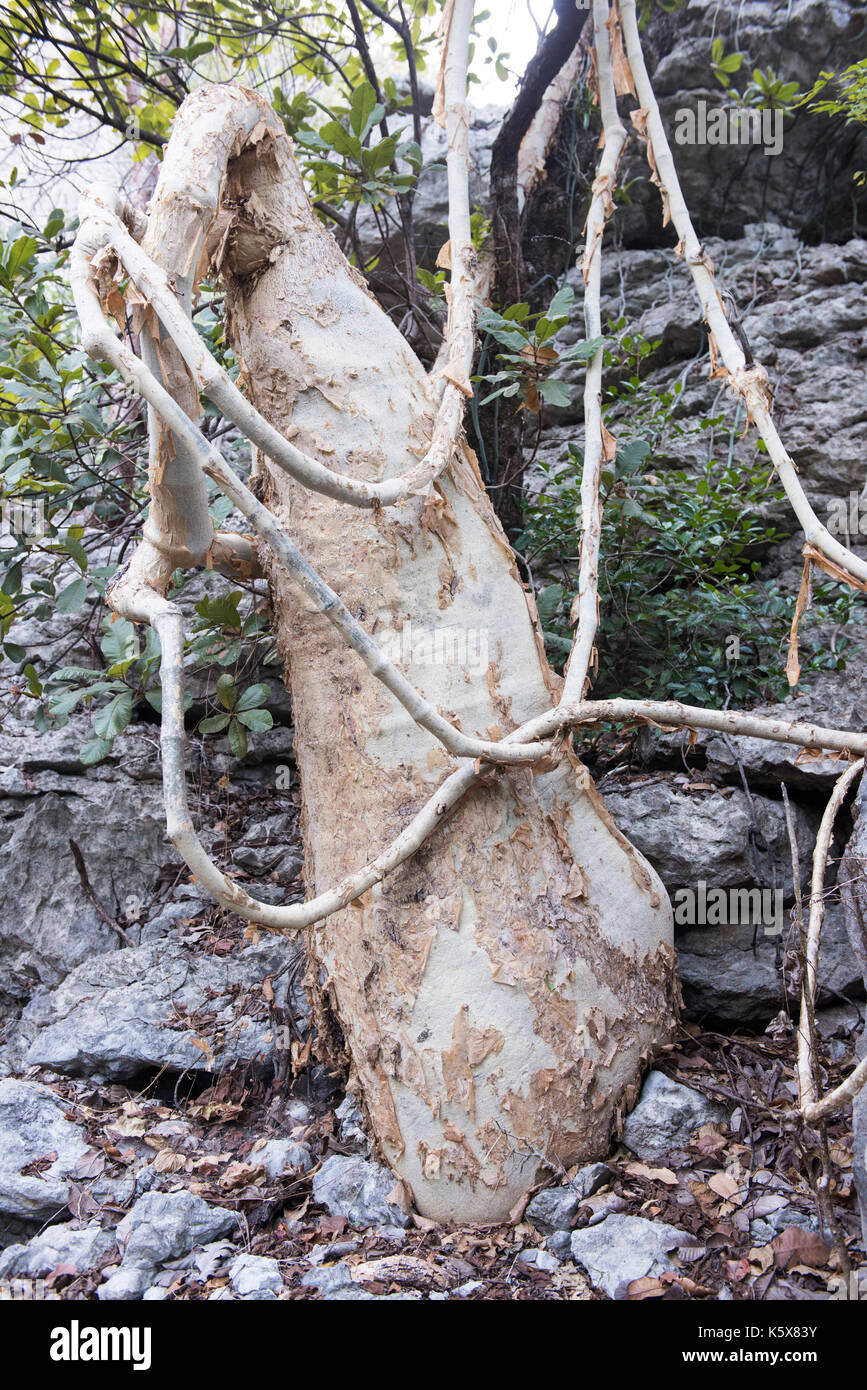 Cyphostemma macrocarpa, Creeper holding water, Ankarana, Madagascar Stock Photo
