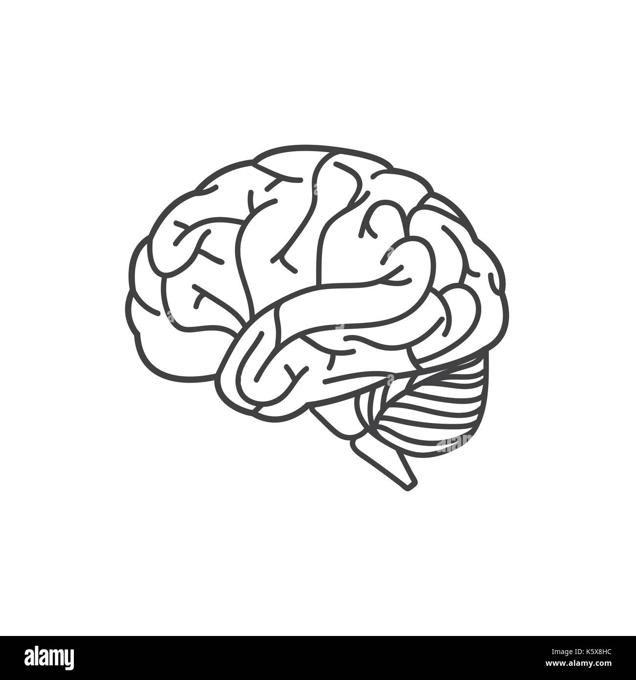 Human brain line icon Stock Vector Image & Art - Alamy