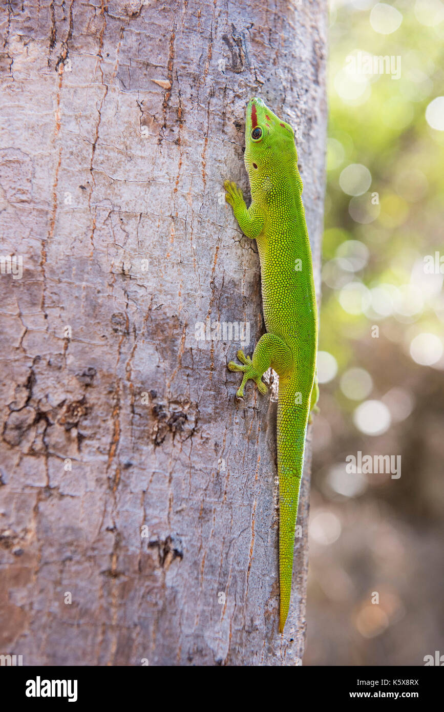 Madagascar day gecko, Phelsuma madagascariensis, Ankarana, Madagascar Stock Photo