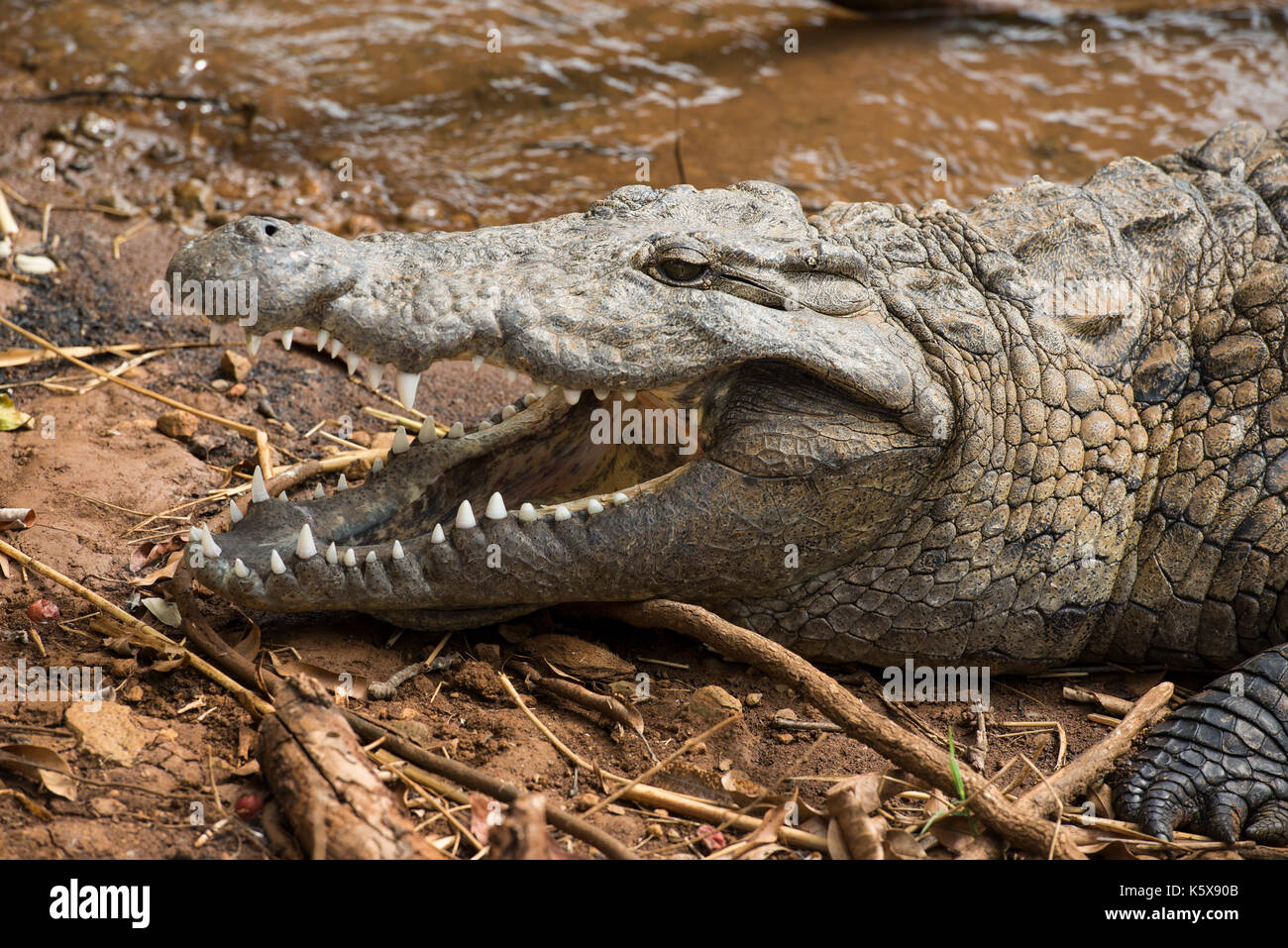 Nile crocodile at the sacred lake, Lake Antanavo, Madagascar Stock Photo